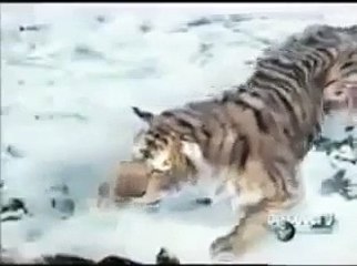 Animal Face Off   Bear vs Tiger