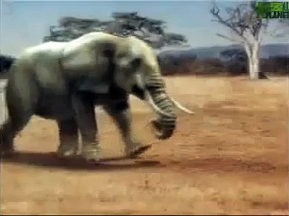 Animal Face-Off Elephant vs Rhino