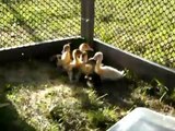Raising Ducks: Seven Muscovy Ducklings Eating