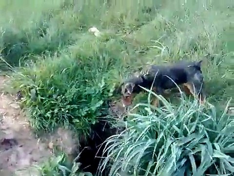 Caccia in tana con Kira,6 mesi Deutscher Jagd Terrier