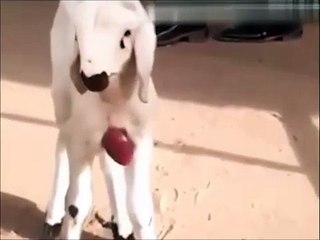 Miracle of Allah - Goat living with Open Heart