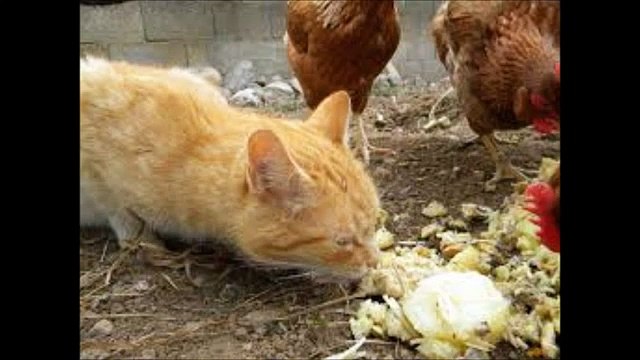 ¿Cuales son los Alimentos mas peligrosos para los gatos?