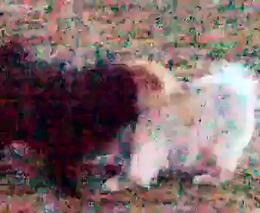 Lion VS. Bear