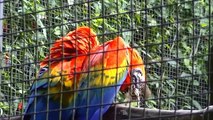 LOROS y PAPAGAYOS en el parque de las aves exóticas de Foz de Iguazú / Cataratas brasileras