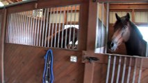 Blue Moon Farm - York, SC Horse Property ~23 Acres Video Tour