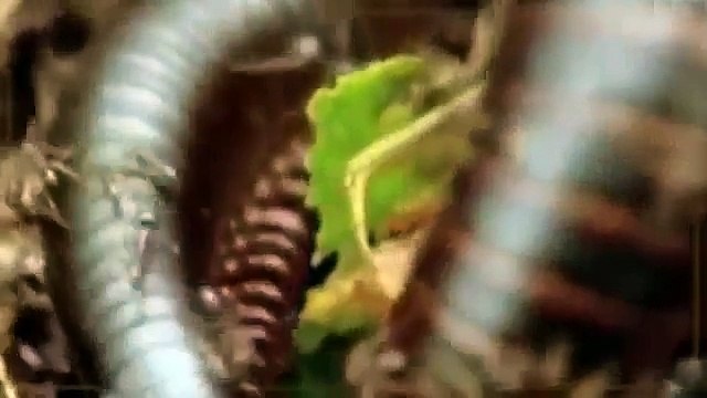 Animals Documentary GAME OF POWER Lions, Hyenas, Crocodiles and Much More! Special NAT GEO WILD