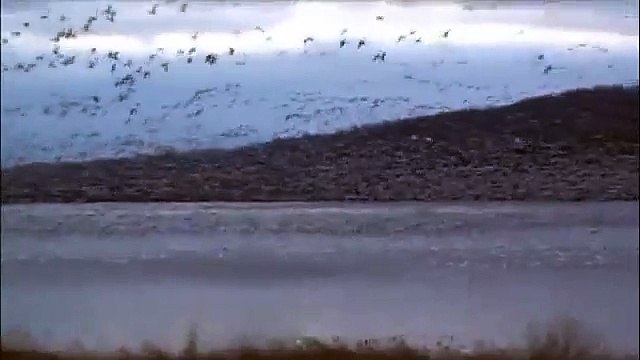 Snow Geese & Tundra Swans Taking Flight at Middle Creek During Migration Stop Over