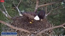 Berry College Eagles - Eating and Flapping - 05/09/2015
