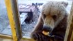 Man feeds wild bear through window in Siberia