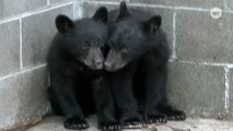 Canadian Officer Refuses To Kill Bear Cubs, Becomes A National Hero