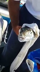 Dangerous Fish Eating Pepsi Can