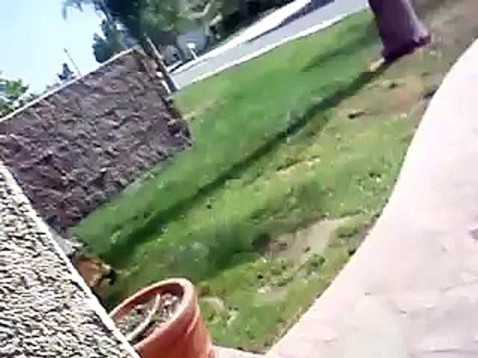 dogs need to pee..