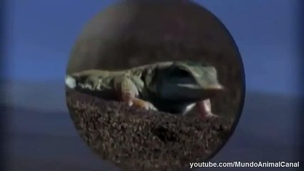 Serpiente vs Lagarto