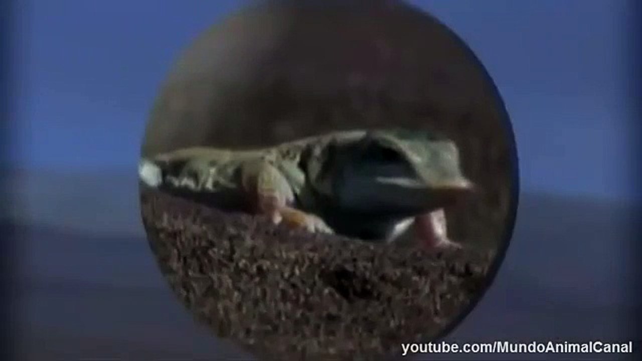 Serpiente vs Lagarto