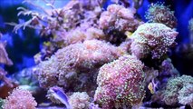 Coral Reef Fish Aquarium 75 Gallon HD Saltwater Tank