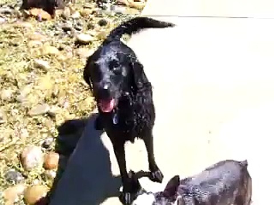 water dogs