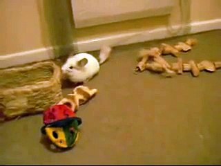 Chinchilla Splink being athletic and visiting guinea pigs