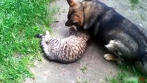 Funny Dogs   Dog like Cat Compilation   Funny Cats 20xx   2015