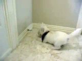 Westie Puppy Fighting Doorstop