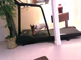 Jack Russell dog on treadmill