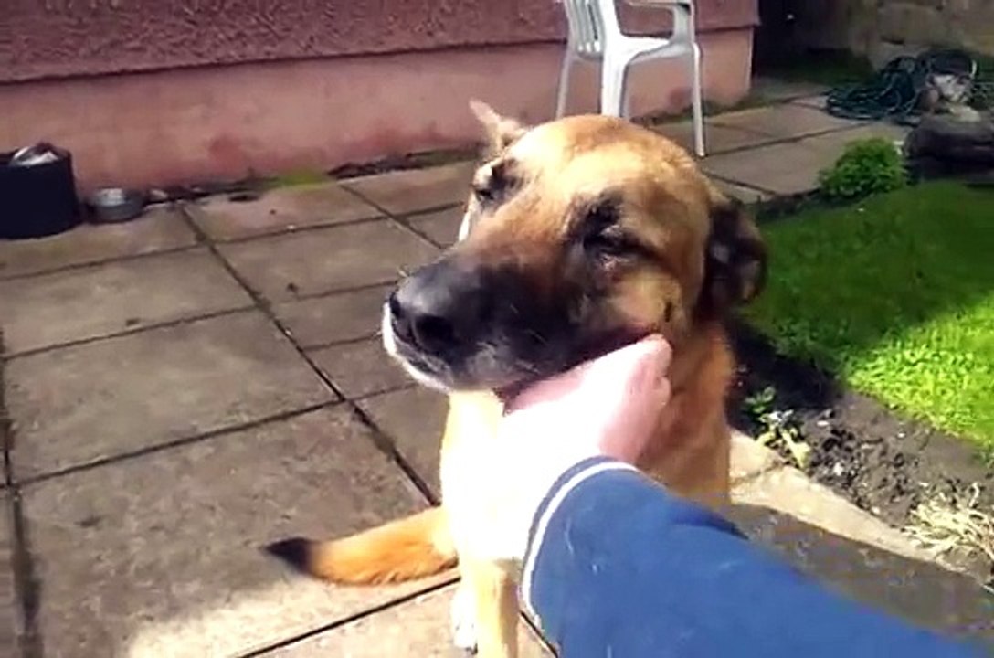 Fly the malinois dog being clapped