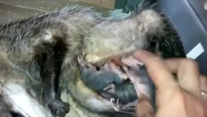 CÁLI. TLACUACHE (MARSUPIAL) EN RECUPERACIÓN CON CRÍAS. CANCUN-PUERTO MORELOS