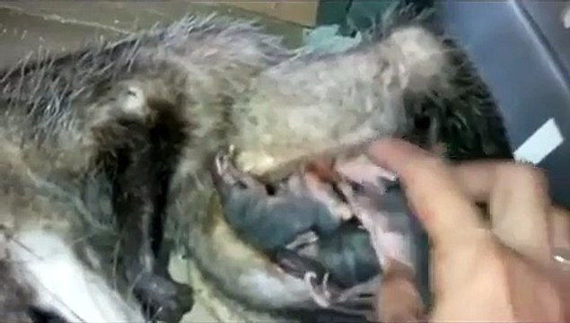 CÁLI. TLACUACHE (MARSUPIAL) EN RECUPERACIÓN CON CRÍAS. CANCUN-PUERTO MORELOS