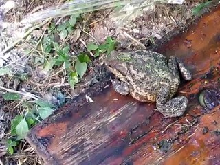 Bufo bufo cattura api - Bufo bufo catching bees