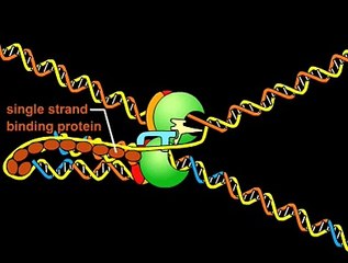 DNA replication fork.