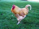 Jake my Buff Orpington Crowing