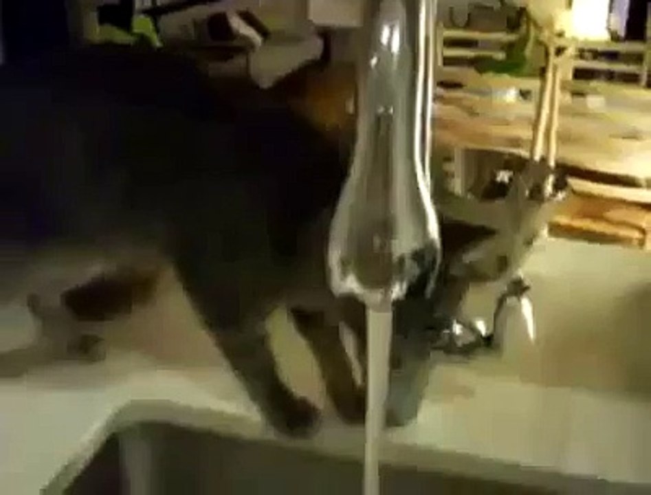 Il gatto fa la doccia