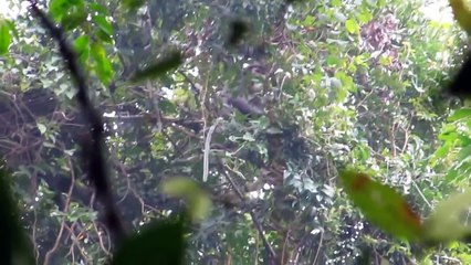 Black-shanked Douc Langur