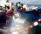 صيد سمك الصوفع وبلغت الكمية المصطادة 16000 حوت قبالة سواحل ابين