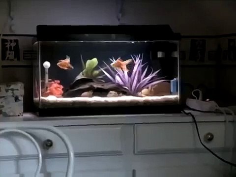 Poisson rouge qui s'approche - Nice goldfish