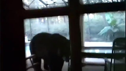 Bear On Spiral Stairs Face To Face