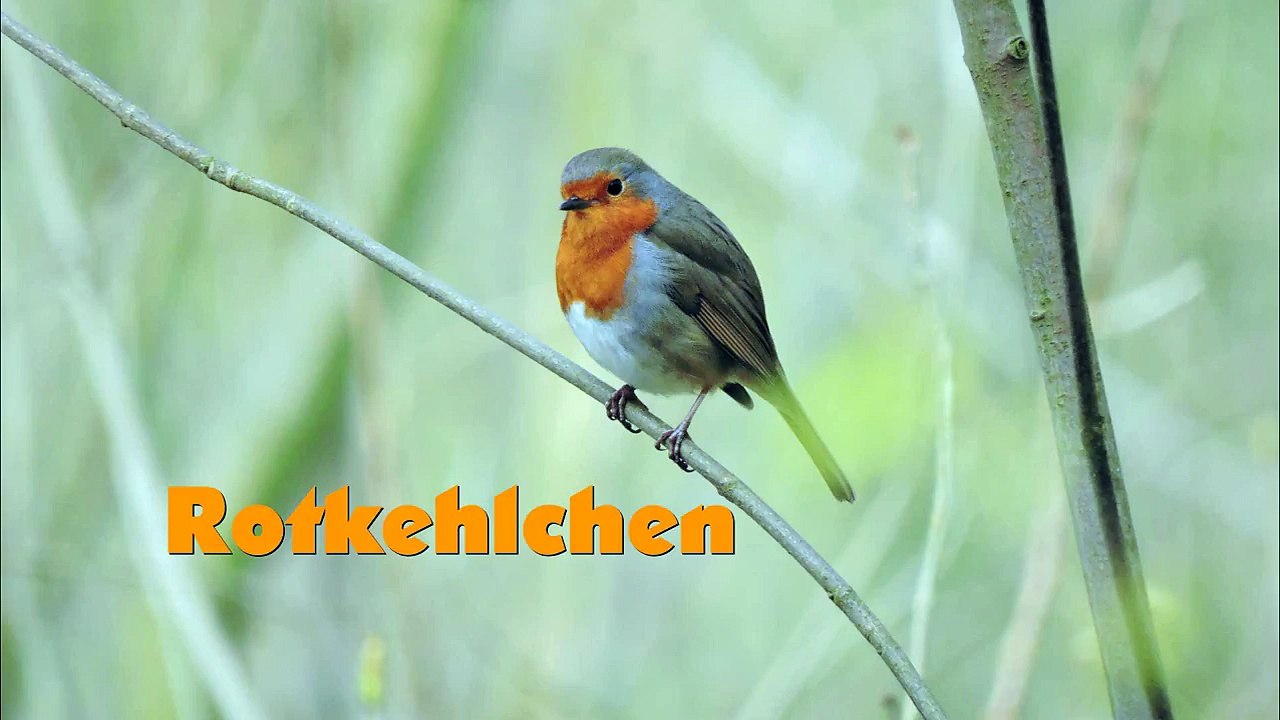 Rotkelchen Vogelstimme