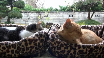 【我が家で一番眺めのいい猫部屋で猫たちは】夕方の猫 The best views in the House cat room and when cats