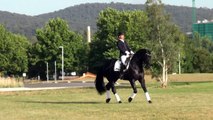 Warmblood Dressage Stallion First Kiss