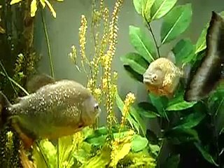 Piranhas (reds) Montreal Biodome