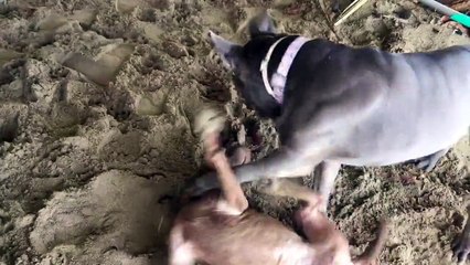 Vicious Pitbull fighting in Dominican Republic