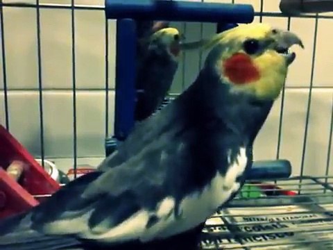 Calopsita cantando cockatiel singing Hino Nacional Brasil - Parabéns pra você - Flamengo