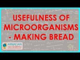 800.Biology - Usefulness of microorganisms - Making bread