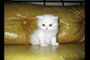 Cute White Persian Cat with Her Kittens! Princes is pregnant