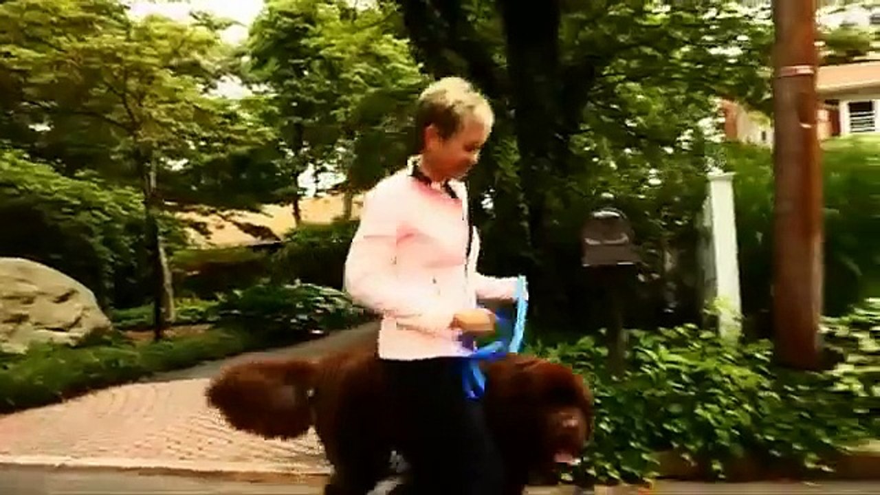 C-PET: Canine Platelet Enhancement Therapy