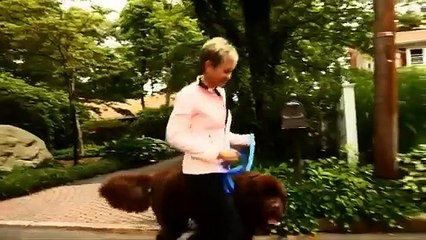 C-PET: Canine Platelet Enhancement Therapy