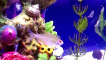 Community tank. 55 gal. Juli Cory, neon tetras, ghost shrim