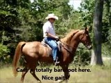5-yr-old Sorrel Roan Tennessee Walking Horse gelding for sale