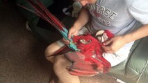 Bobby, the Cuddly Green Winged Macaw