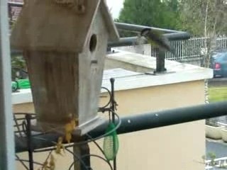 Une mésange sur mon balcon