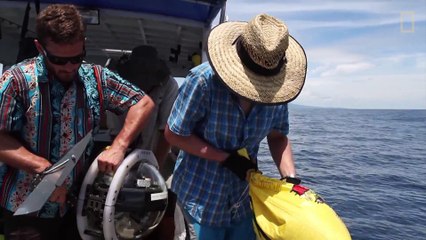 Sharks Discovered Inside Underwater Volcano